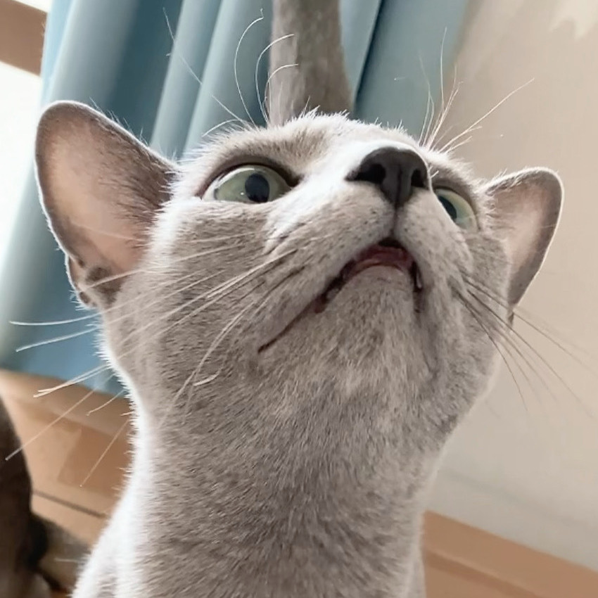 飼い猫のウナギ（ロシアンブルー）