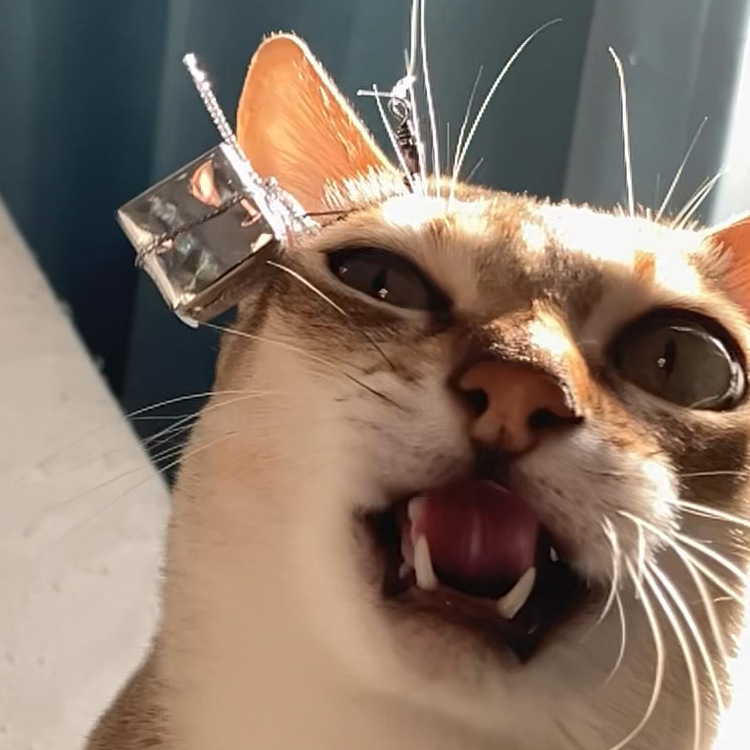 飼い猫のホッケ（シンガプーラ）